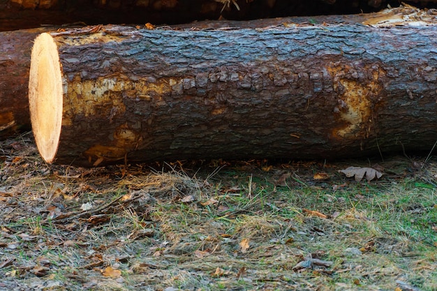 Świeżo ścięte kłody drzew układane są w lesie podczas zachodu słońca Kłody sosnowe przed załadunkiem i transportem Nielegalna wycinka szkodzi środowisku Pozyskiwanie drewna Przemysł drzewny Ścięte drzewa