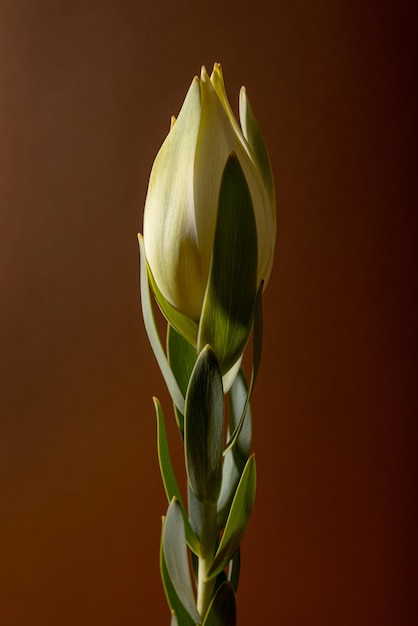 Świeżo ścięty kwiat leucadendron na brązowym tle widok makro kwiat martwa natura