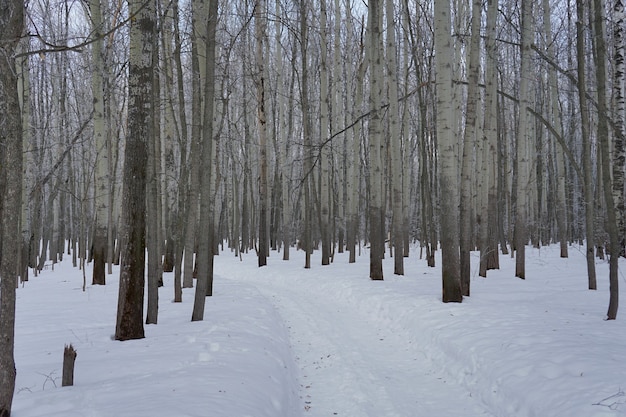 Świeżo śnieg na drzewie w lesie w zimowy dzień