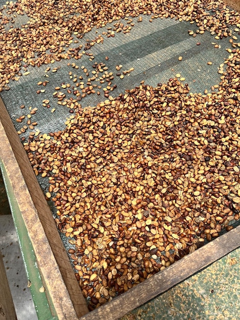Świeżo suszone ziarna kawy na farmie w Ameryce Łacińskiej, gotowe do palenia