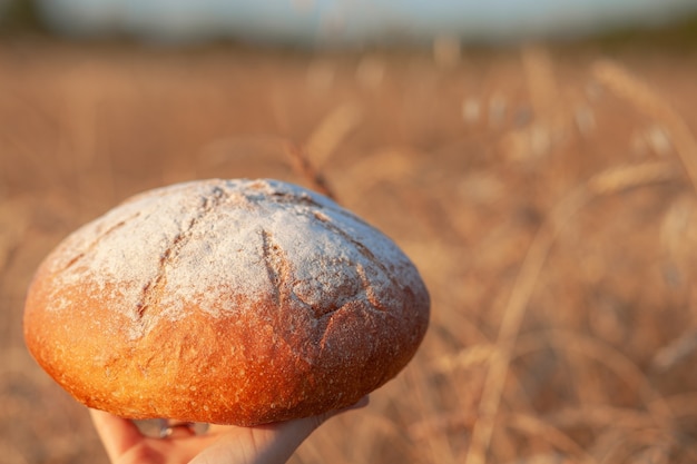 Świeżo upieczony bochenek chleba na polu pszenicy lub żyta. Kobieta trzyma bochenek żyta, świeży chleb na tle pszennych kłosów. Chleb żytni pełnoziarnisty na serwetce w kratkę
