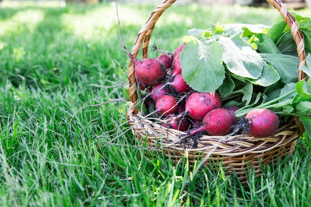 Świeżo zebrana rzodkiewka. Świeże czerwone białe organicznie rzodkwie z liśćmi na koszu