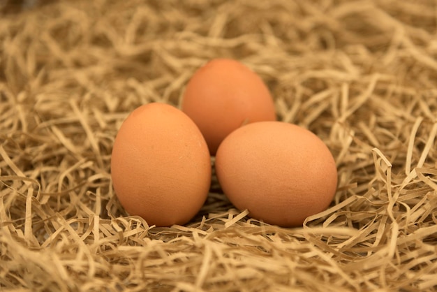 Zdjęcie Świeżo zerwane jajka ze słomą świeże jajka na trawie ze siana