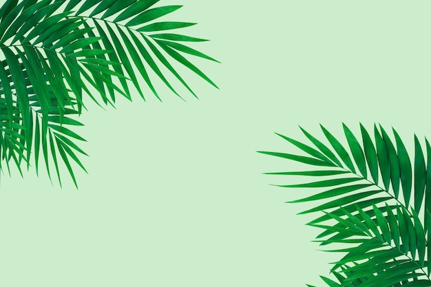Świeżość. Egzotyczne zielone liście palm tropikalnych na białym tle na jasnym tle. Projekt zaproszeń, ulotek. Abstrakcyjne szablony do plakatów, okładek, tapet z copyspace dla tekstu.