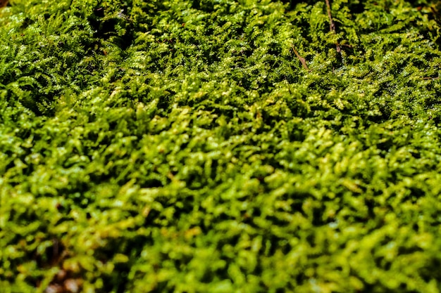świeżość zielony mech rośnie pokryte na kamieniu podłogi z kropli wody w słońcu
