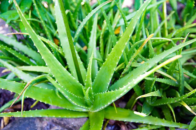 Świeży aloes.