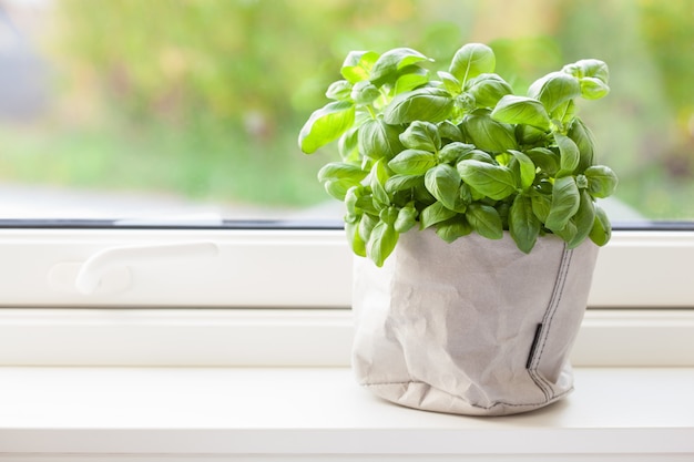 Świeży basilu ziele w flowerpot na okno