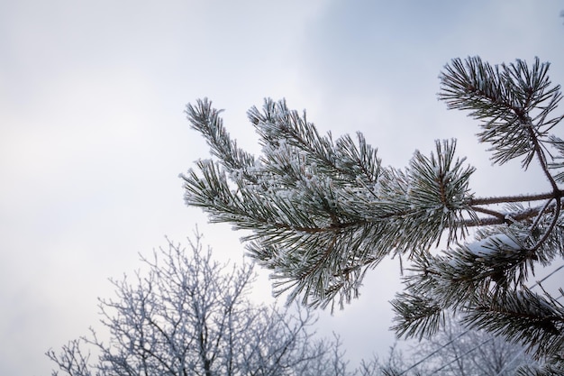 Świeży biały śnieg na gałęziach sosny, naturalna zima.