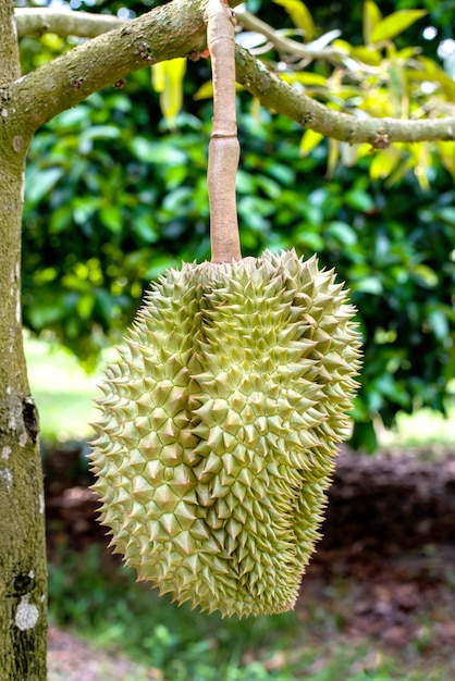 Świeży Durian Na Farmie, Owoce Thai King