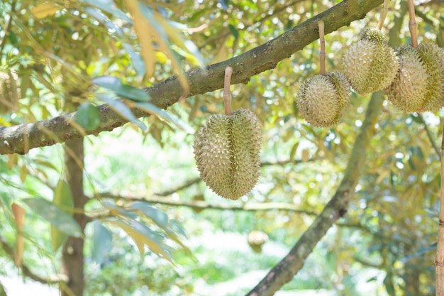 Świeży durian owoc na drzewie w ogródzie,