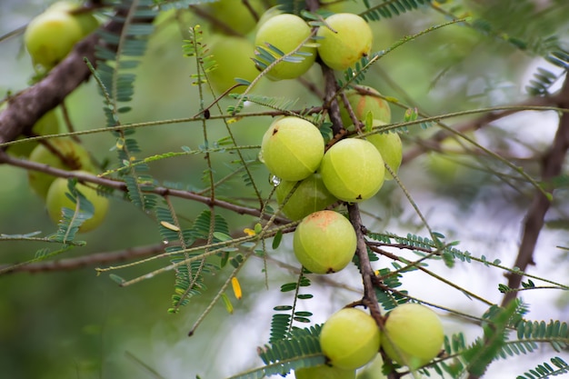 Świeży Emblica na drzewie w naturze. Amla rośnie na drzewie. Agrest Indyjski.