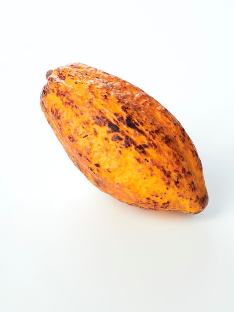 Świeży kakaowy owoc strąka bielu tło