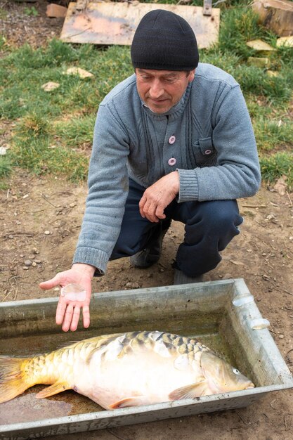 Świeży karp lustrzany złowiony w rzece przez rybaka leży w korycie. Ogromny gigantyczny potwór rybny.