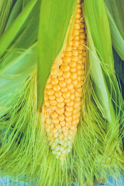 Świeży Kolby Kukurydzy Między Zielonymi Liśćmi