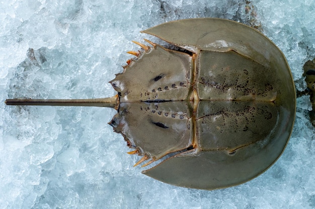 Świeży krab podkowy lub polifem Limulus na lodzie w górnej powierzchni sklepu z owocami morza, strzał z widoku z góry