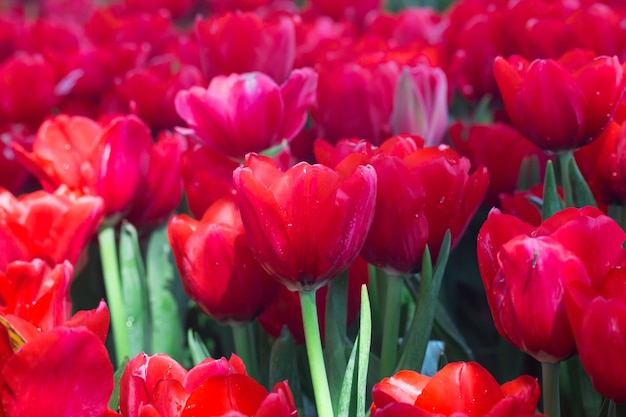 świeży kwiat czerwony tulipan Blossom w ogrodzie