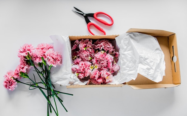 Świeży kwiat Dianthus w pudełku i nożyczki na białym stole. Koncepcja czasu letniego