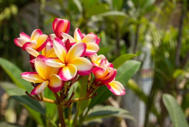 Świeży kwiat frangipani