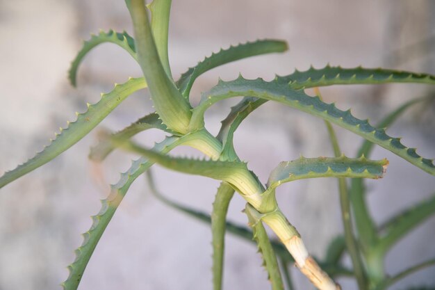 Świeży liść rośliny Aloe Vera Aloe