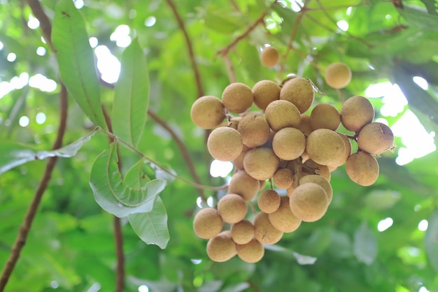 Świeży Longan na drzewie z zielenią opuszcza tło