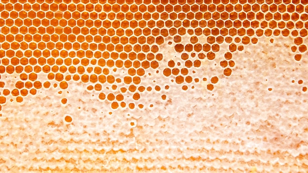 Świeży miód pszczeli w plastrach. naturalna tekstura tła żywności