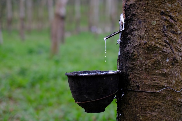 Świeży mleczny lateks spływa do plastikowej miski z drzewa para kauczukowego Hevea Brasiliensis