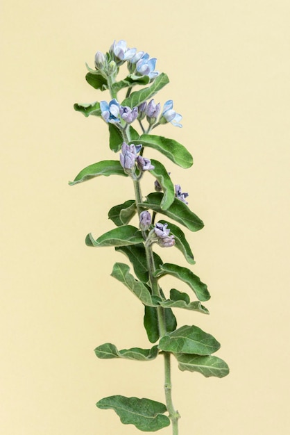 Zdjęcie Świeży niebieski kwiat tweedia oxypetalum