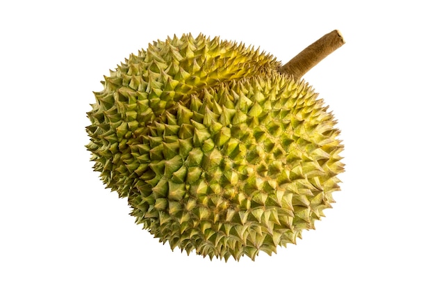 Świeży organiczny durian Thailands król owoców na białym tle ze ścieżką przycinającą