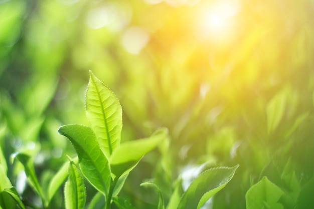 Świeży pączek herbaty i liście Plantacje herbaty Selektywny fokus natura backgroun