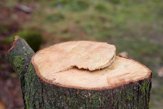 Świeży pień drzewa z zieloną korą w lesie