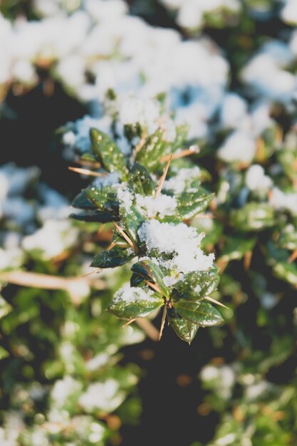 świeży, porośnięty nietknięty śnieg w Irlandii Północnej, w Wielkiej Brytanii