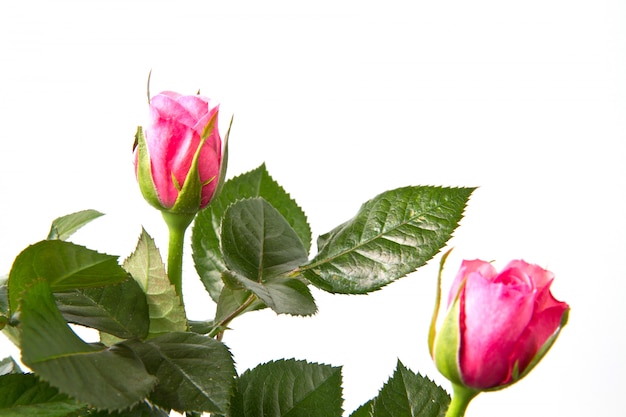 świeży różowy bukiet róż