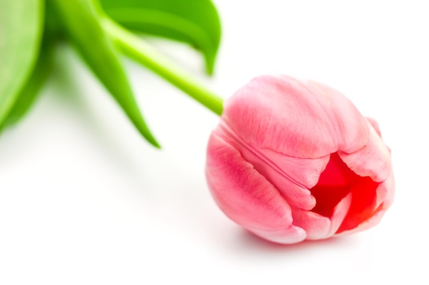 Świeży różowy tulipan wiosenny kwiat na białym tle