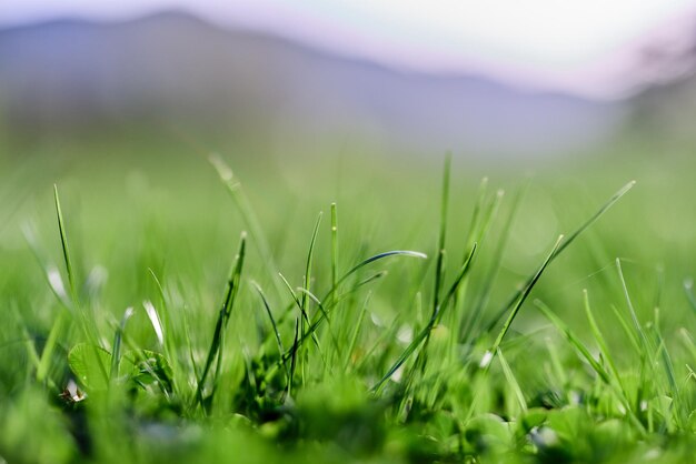 Świeży wiosenny trawnik zielona trawa rosnąca na łące