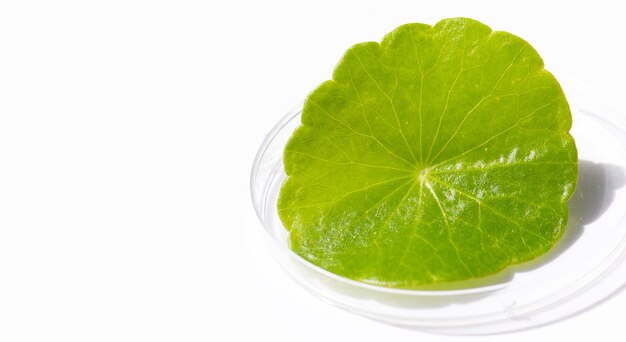 Świeży zielony liść centelli azjatyckiej na płytce Petriego na białym tle