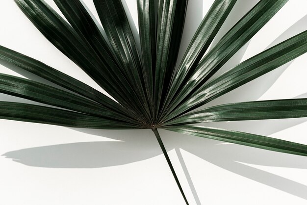 Świeży zielony liść palmowy wentylatora na białym tle