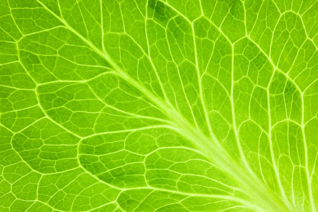 Świeży zielony liść Super makro