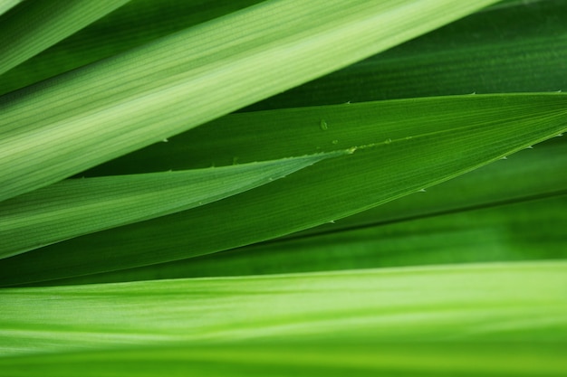 Świeży zielony liść tropikalny pandan liść tekstury tło.
