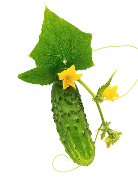 Świeży zielony ogórek z zielonymi liśćmi łodygi i kwiatem