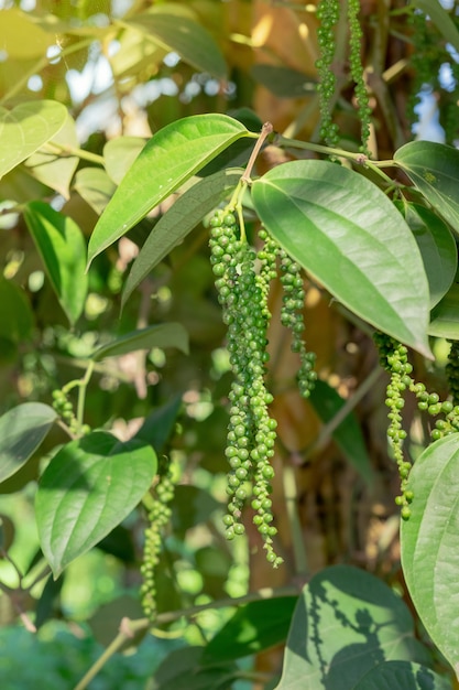 Świeży Zielony Pieprz (dudziarza Nigrum Linn) Na Drzewie W Naturze