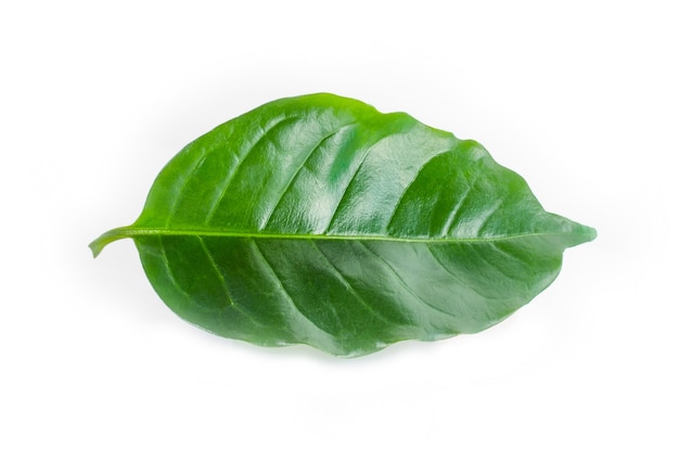Świeżych zielonych liści kawy na białym tle