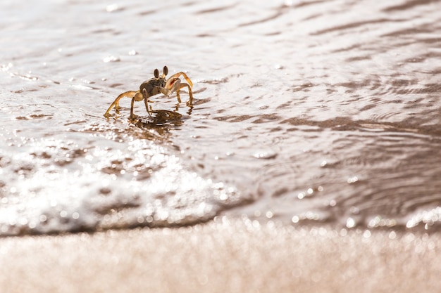 Swift Land Crab na białej plaży, Phuket Tajlandia