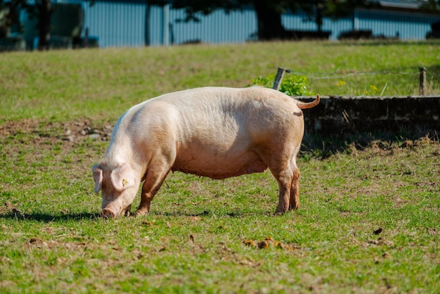 Świnia stojąca na trawniku Bio farma świń