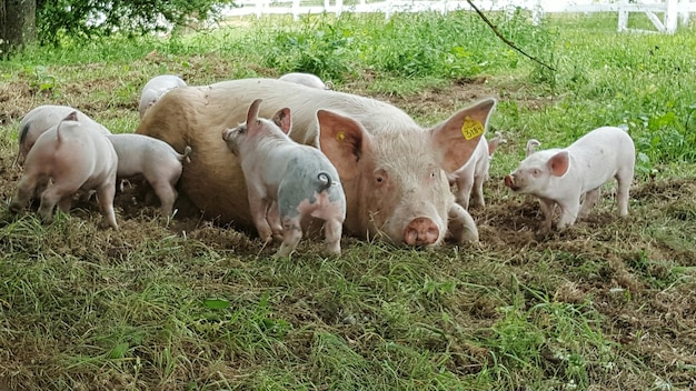 Świnia z świnkami odpoczywającymi na trawiastym polu