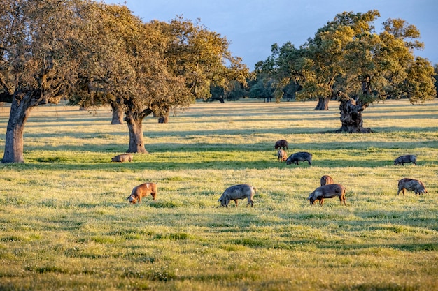 Świnie jedzą jesienią w polu