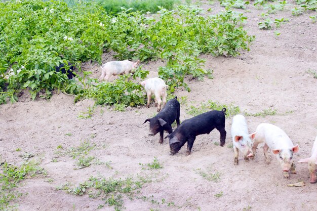 Świnie kopają w ogrodzie z ziemniakami w wiosce.