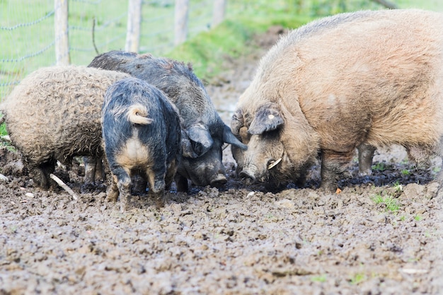 Świnie rasy mangalica