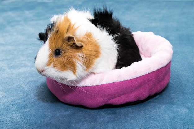 Świnka morska Młoda zabawna świnka morska leży w różowym łóżeczku i różowym hamaku