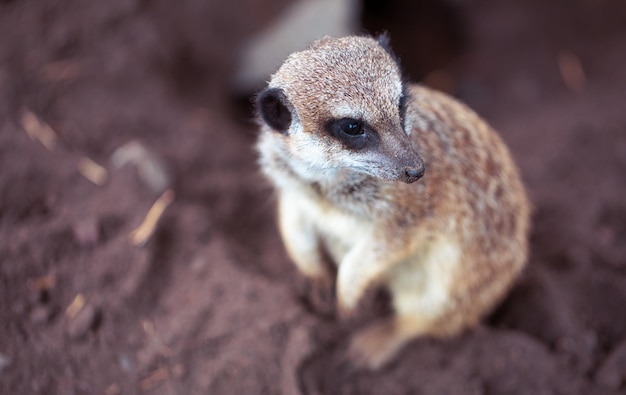 Świnka morska w zoo zbliżenie selektywne focus