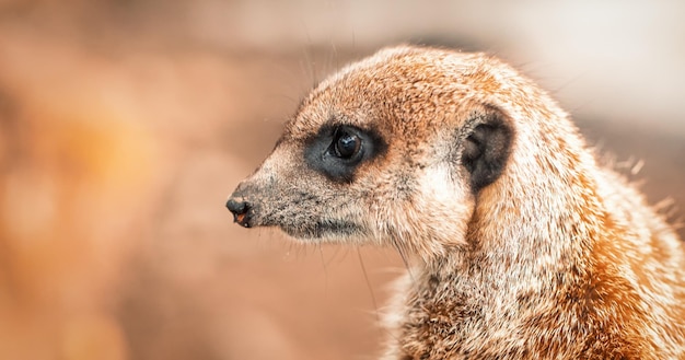 Świnka Morska W Zoo Zbliżenie Selektywne Focus